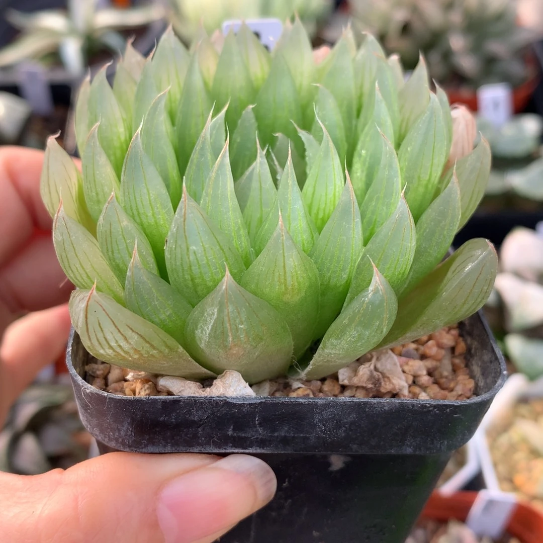 丑***鸭实生原始玉露，脱土发货