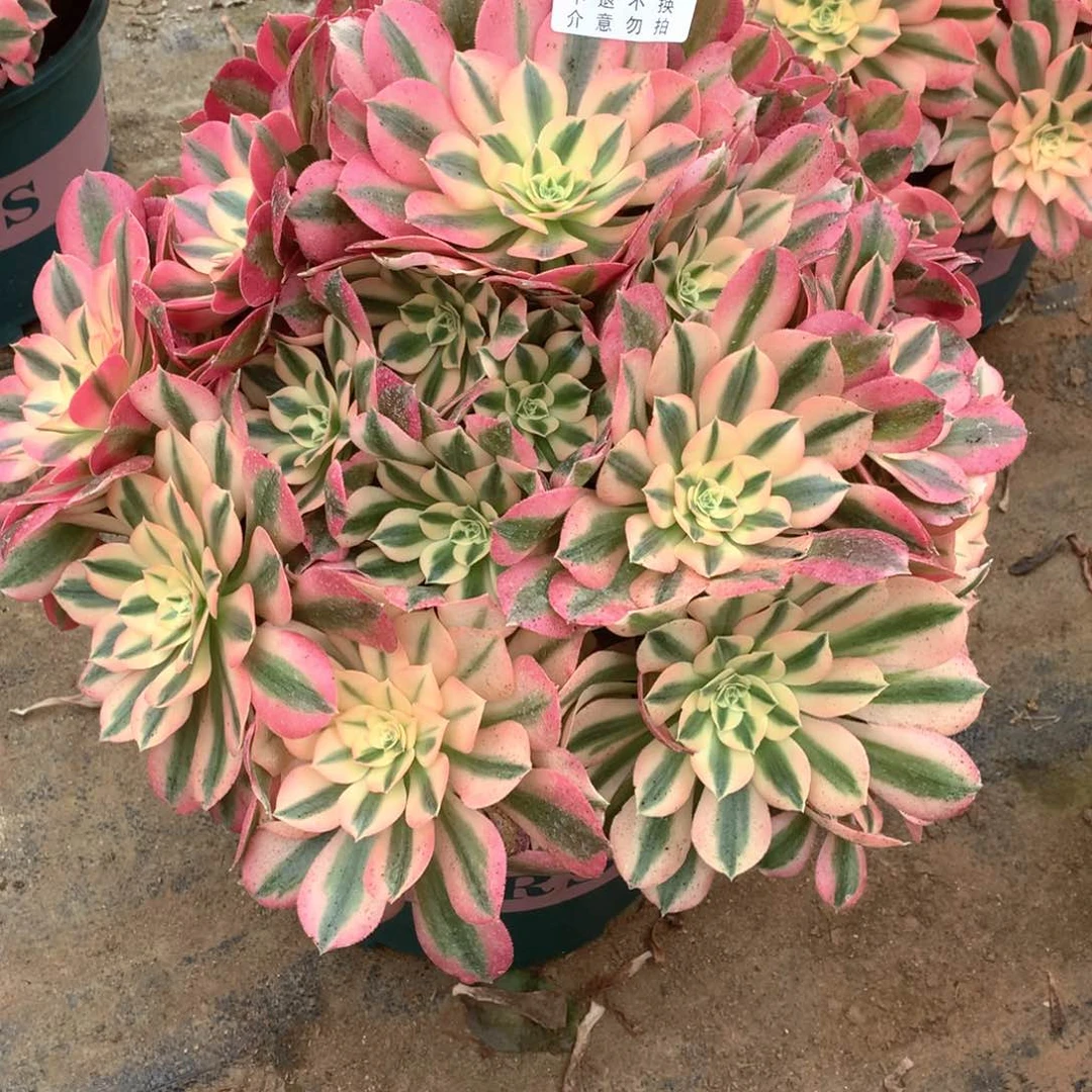 小*儿多肉植物女巫124