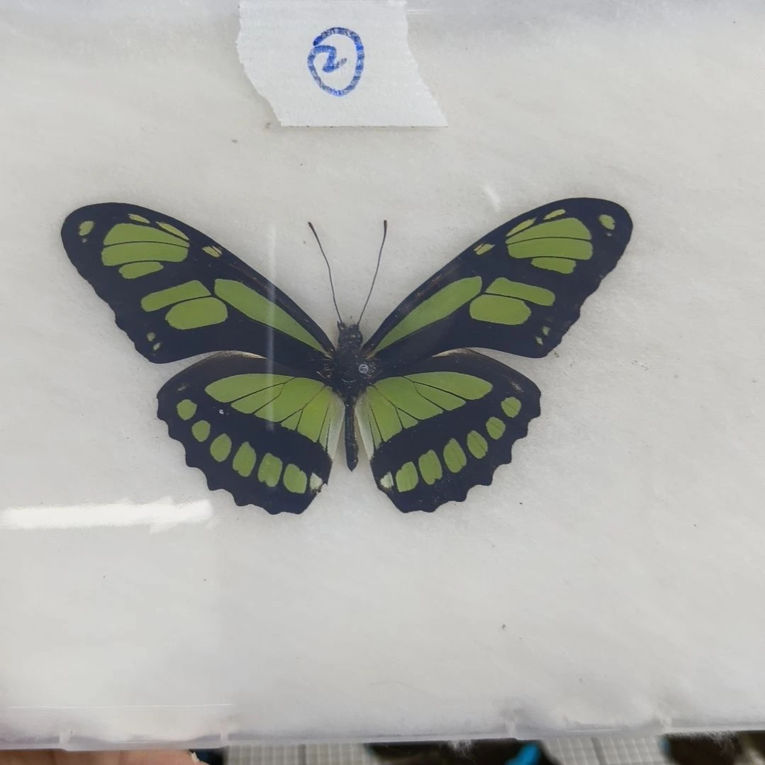 V***a真蝴蝶标本一物一拍