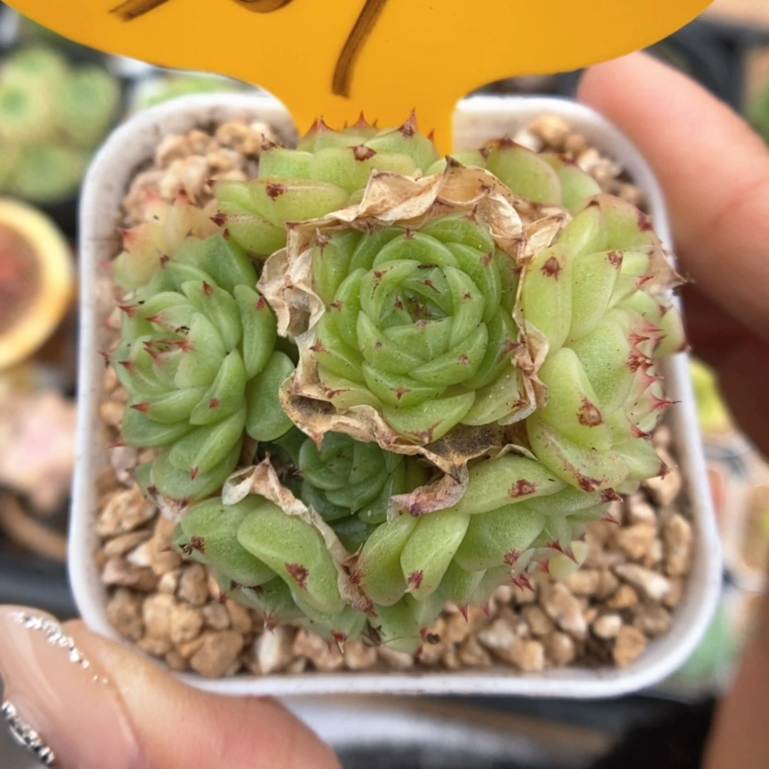 珍妮麦秆群生309号