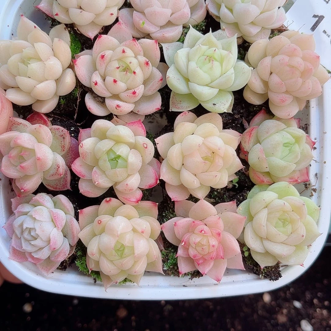 1-689 新疆西藏内蒙不发 一盒包邮2-3公分多肉