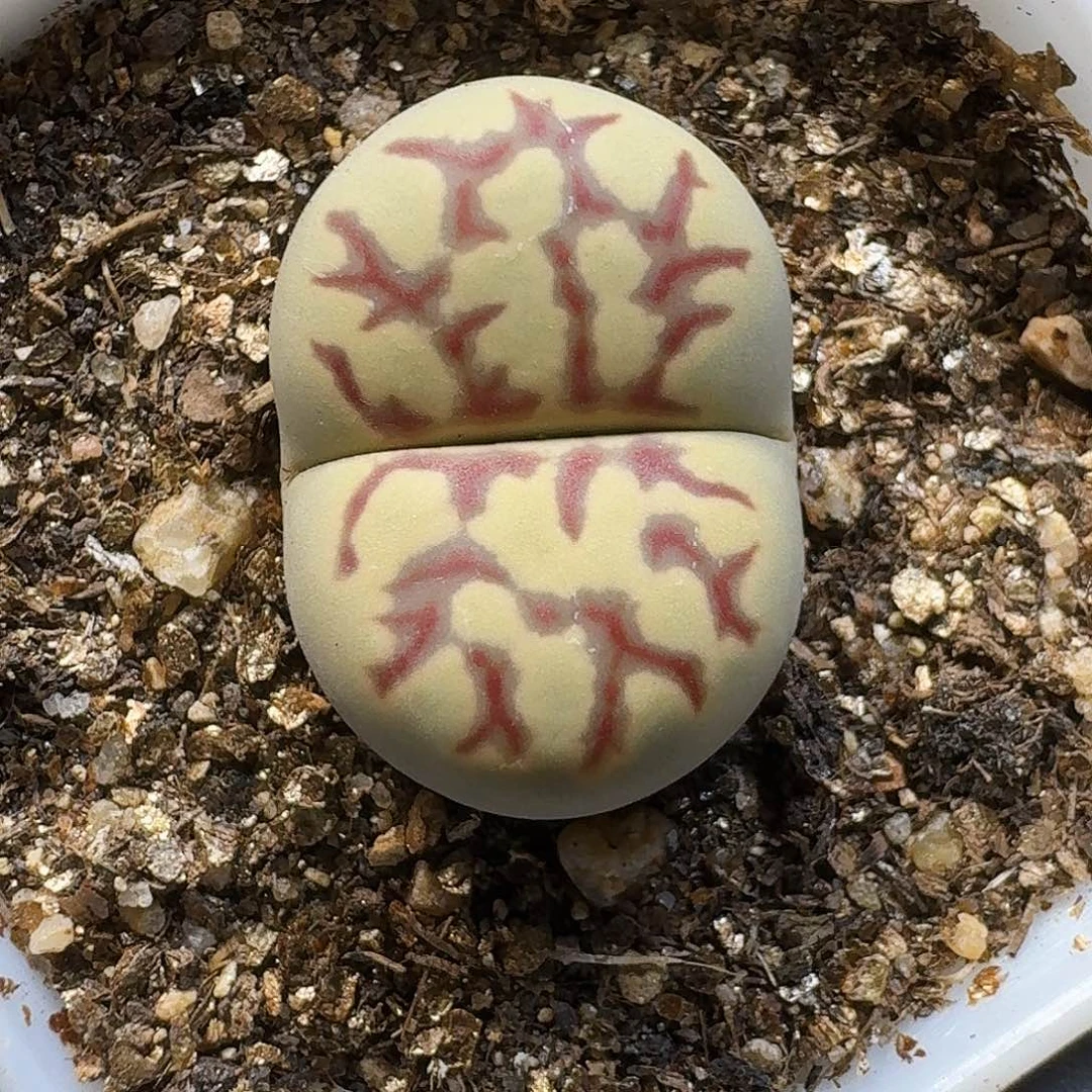 生石花111111。  355