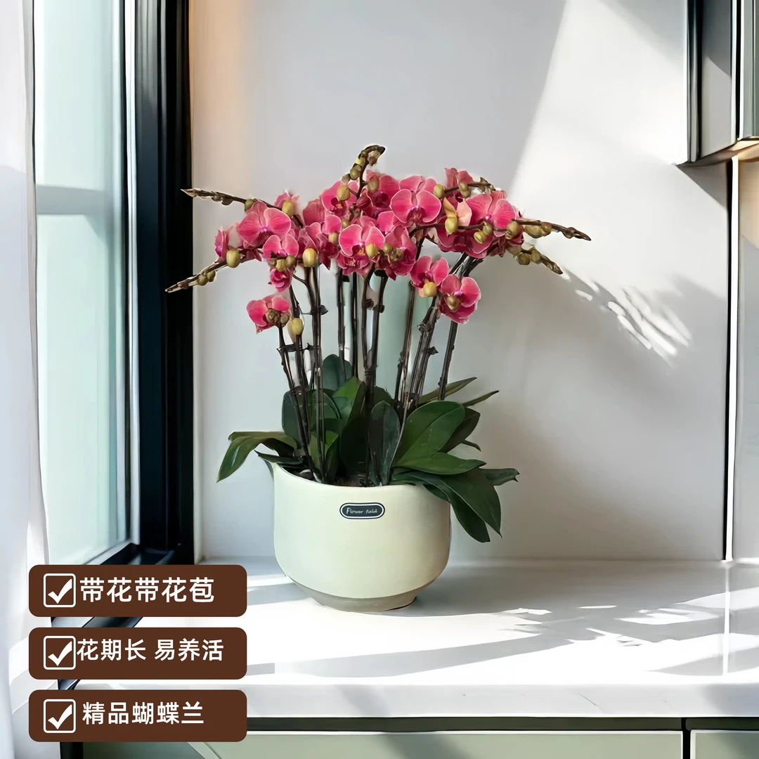 【心想事成】室内花卉 精品鲜花蝴蝶兰  耐寒婚宴送礼带花苞