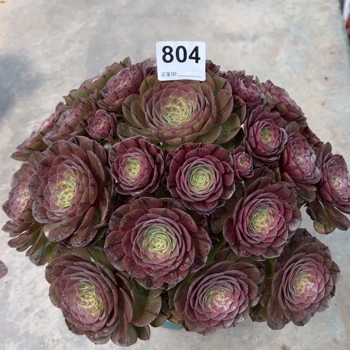 晴*804万拉丝35厘米左右