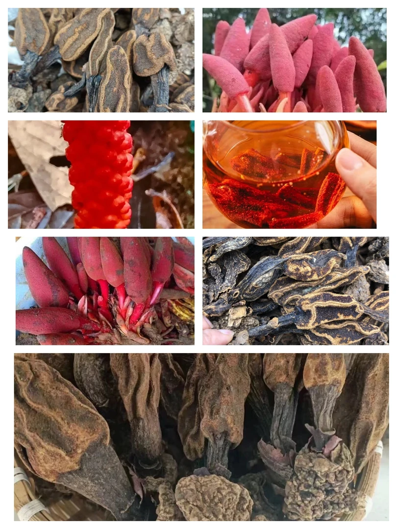 云南野生现收小草根