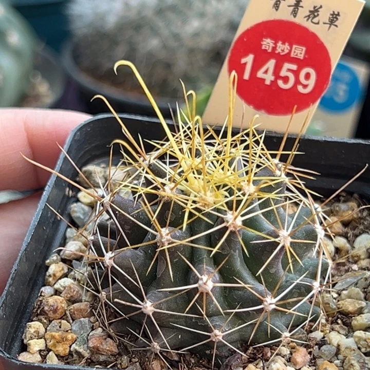 实生金勾刺球一棵