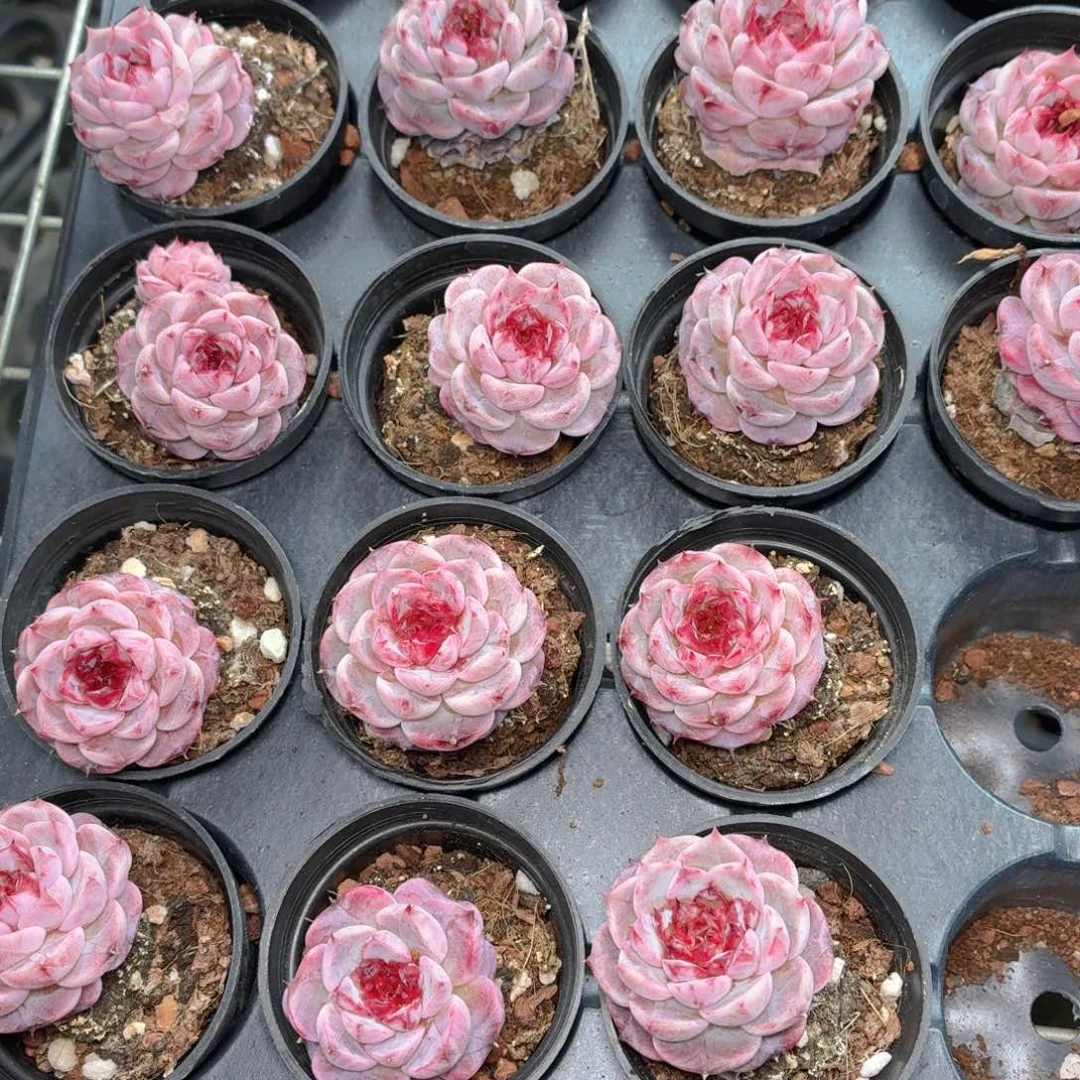 天鹅绒多肉9.9包邮发货