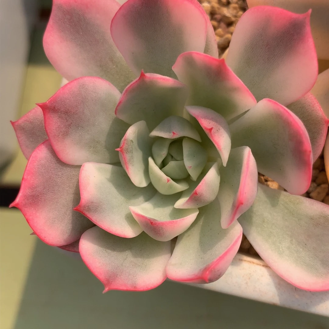韩水晶锦头盖锦锦上园艺一物