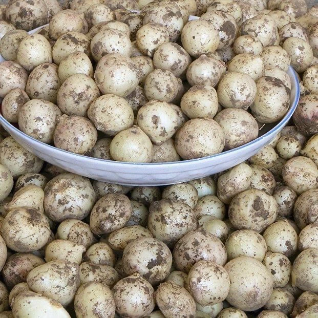 贵州遵义农家种植团葱1斤包邮