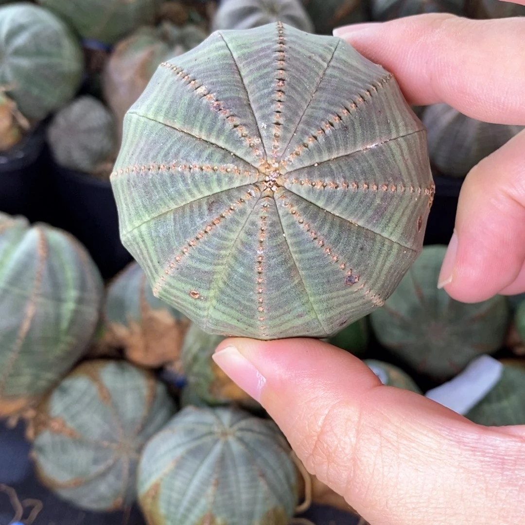 下播福利欧系布纹球