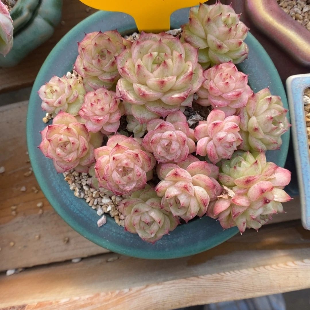 珠光麦秆群生5433号