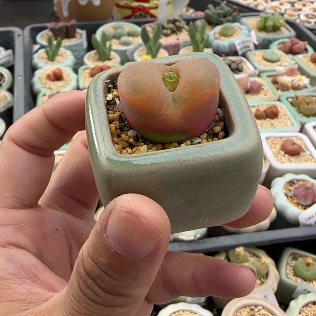 8920--一物一拍 带盆