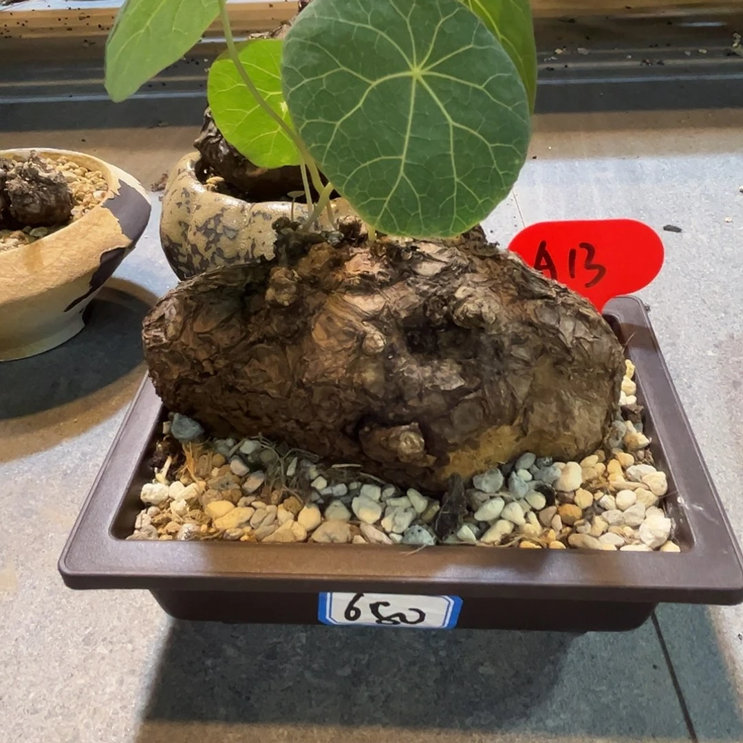 一***华汤圆植物A13一叶龟原价680