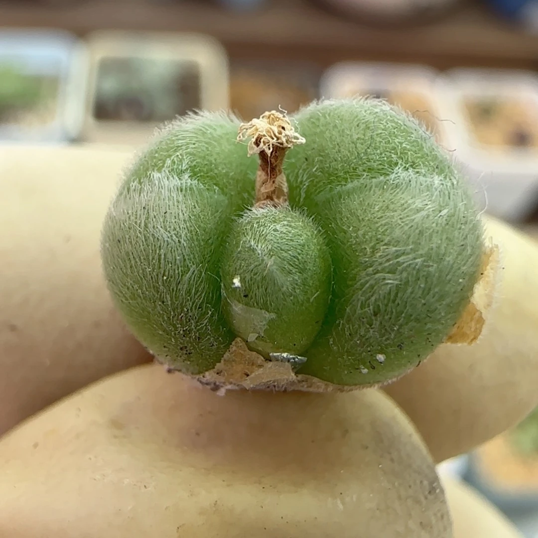 925大型紫毛球优选