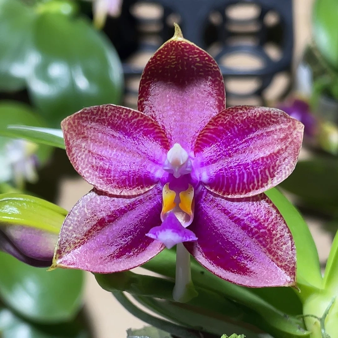 完全开放带刺的玫瑰