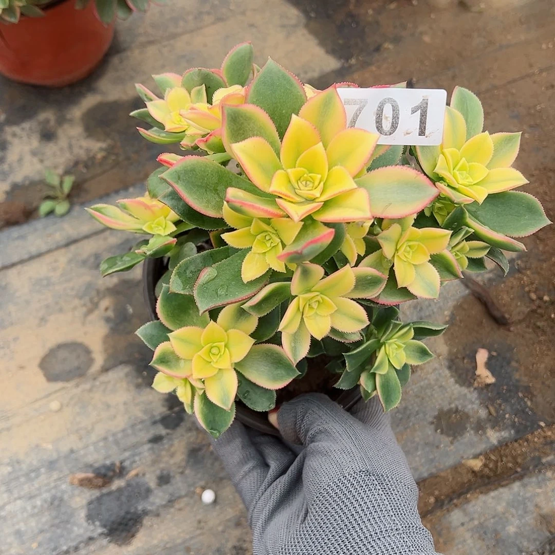 紫砂茶宠艳日辉老桩一颗701号