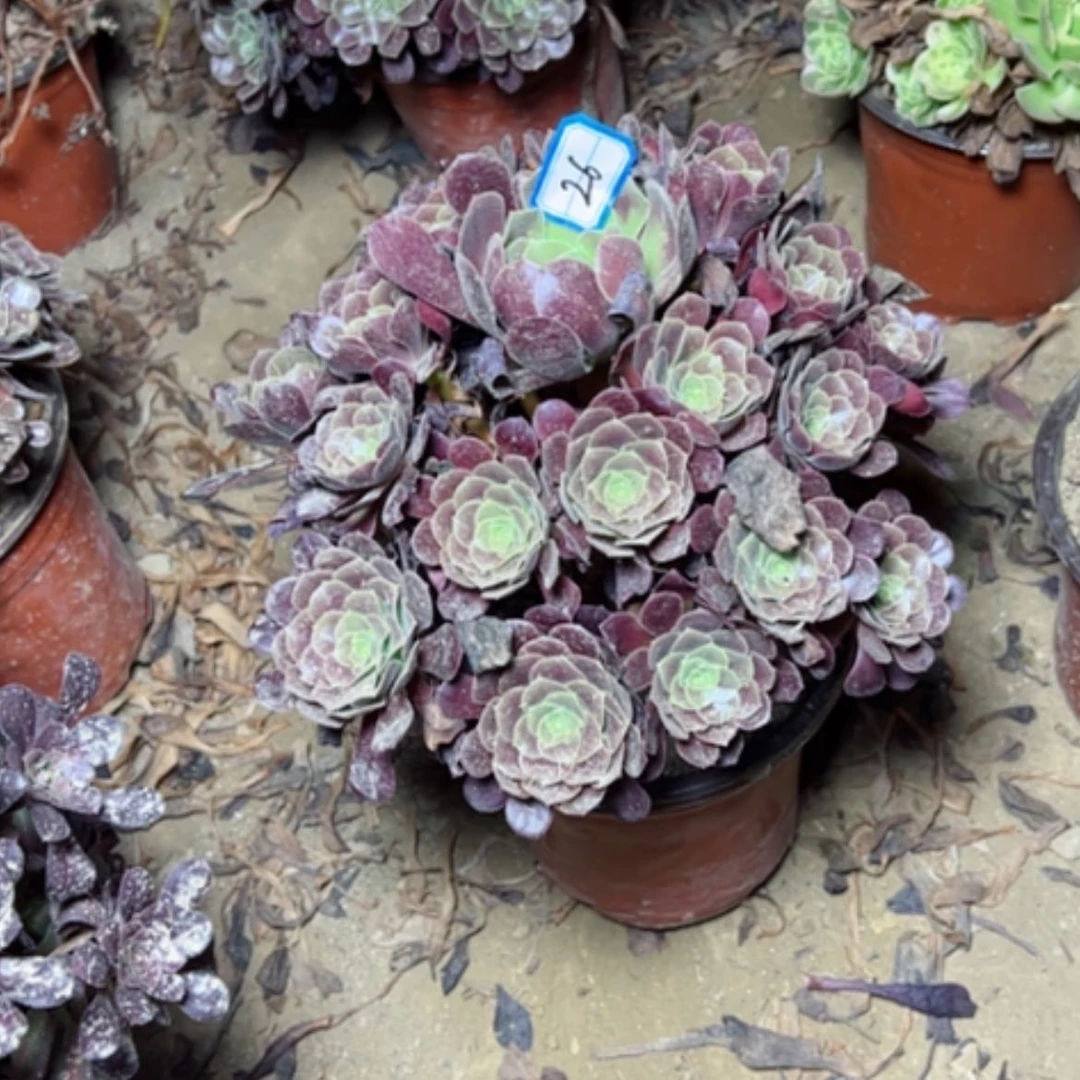 【闪购商品】王*多肉植物满江红26