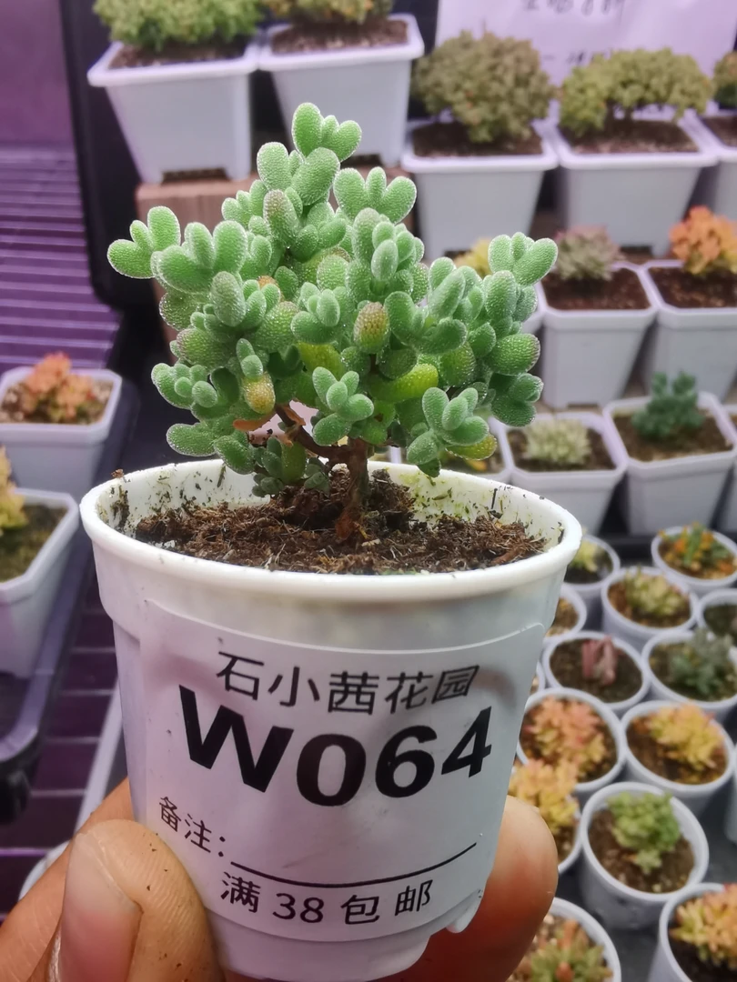 折后多肉植物枝干番杏莱斯