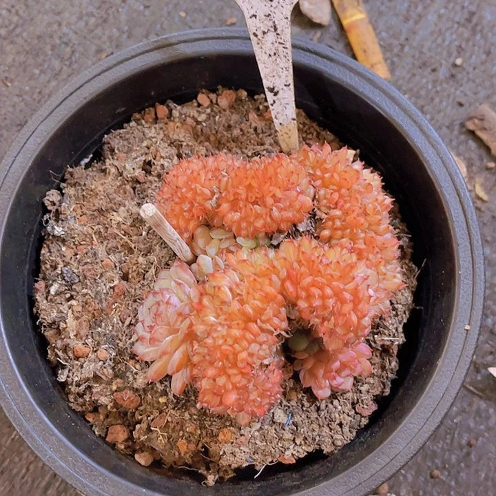 ꦋ****0000000000000000686