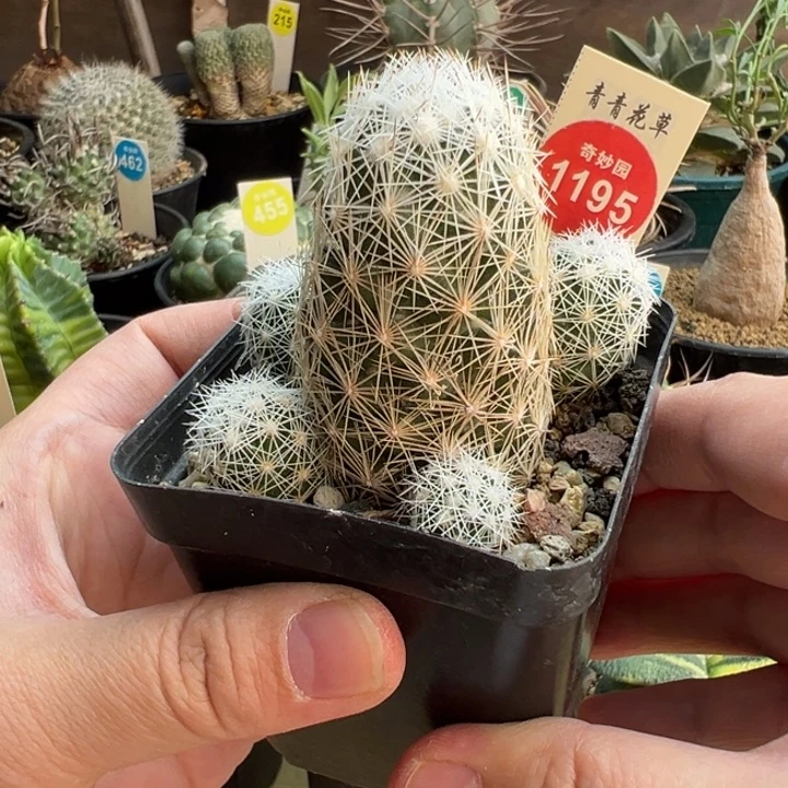 实生孤僻丸群一棵