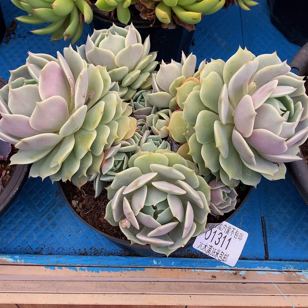 竹*   露娜莲01311