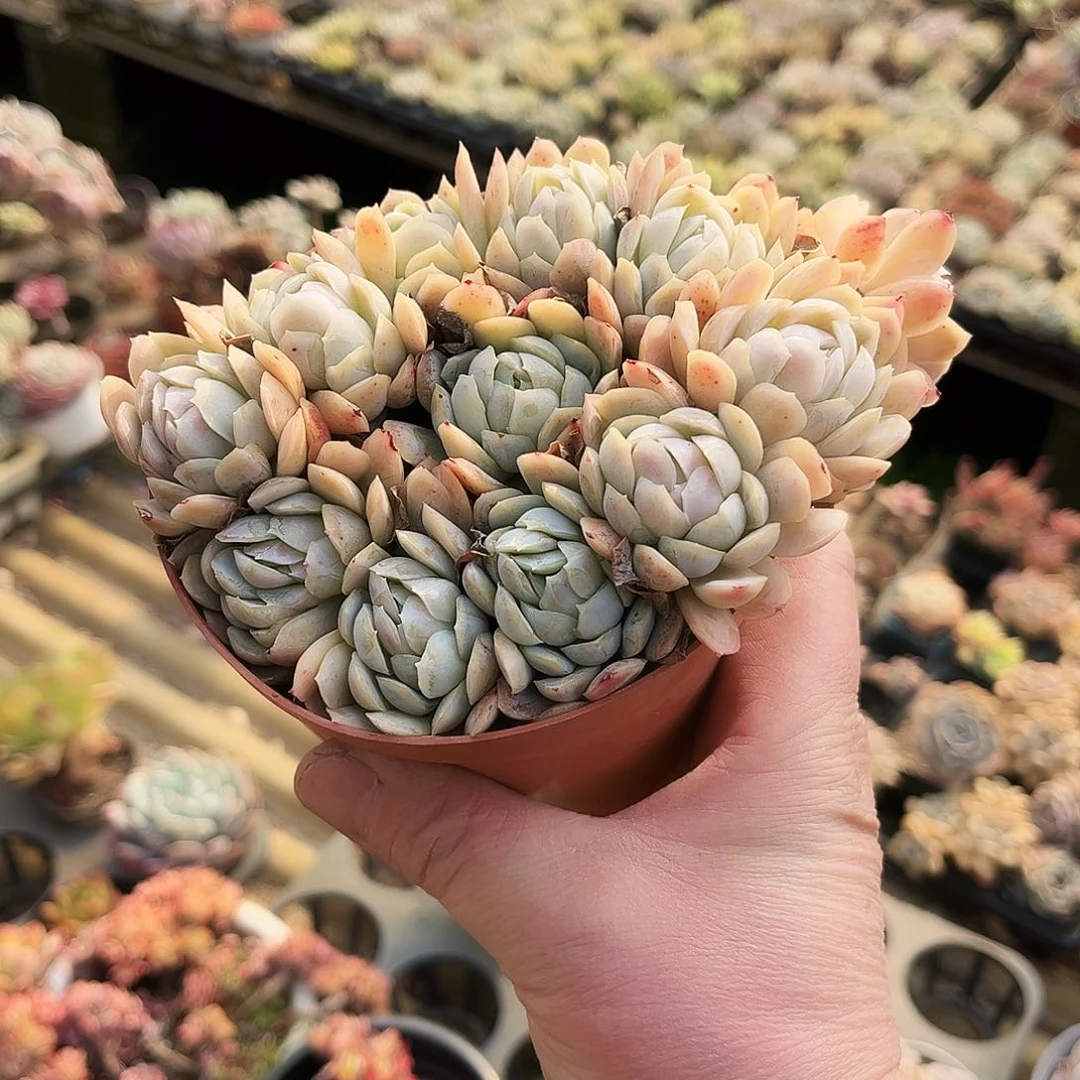 含****?11多肉植物提取萃取剂中