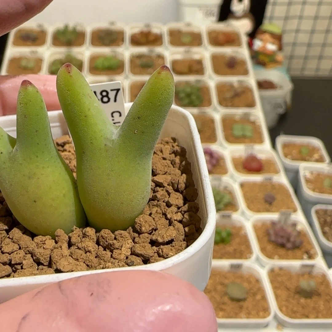 用***我肉锥多肉植物组合-1614