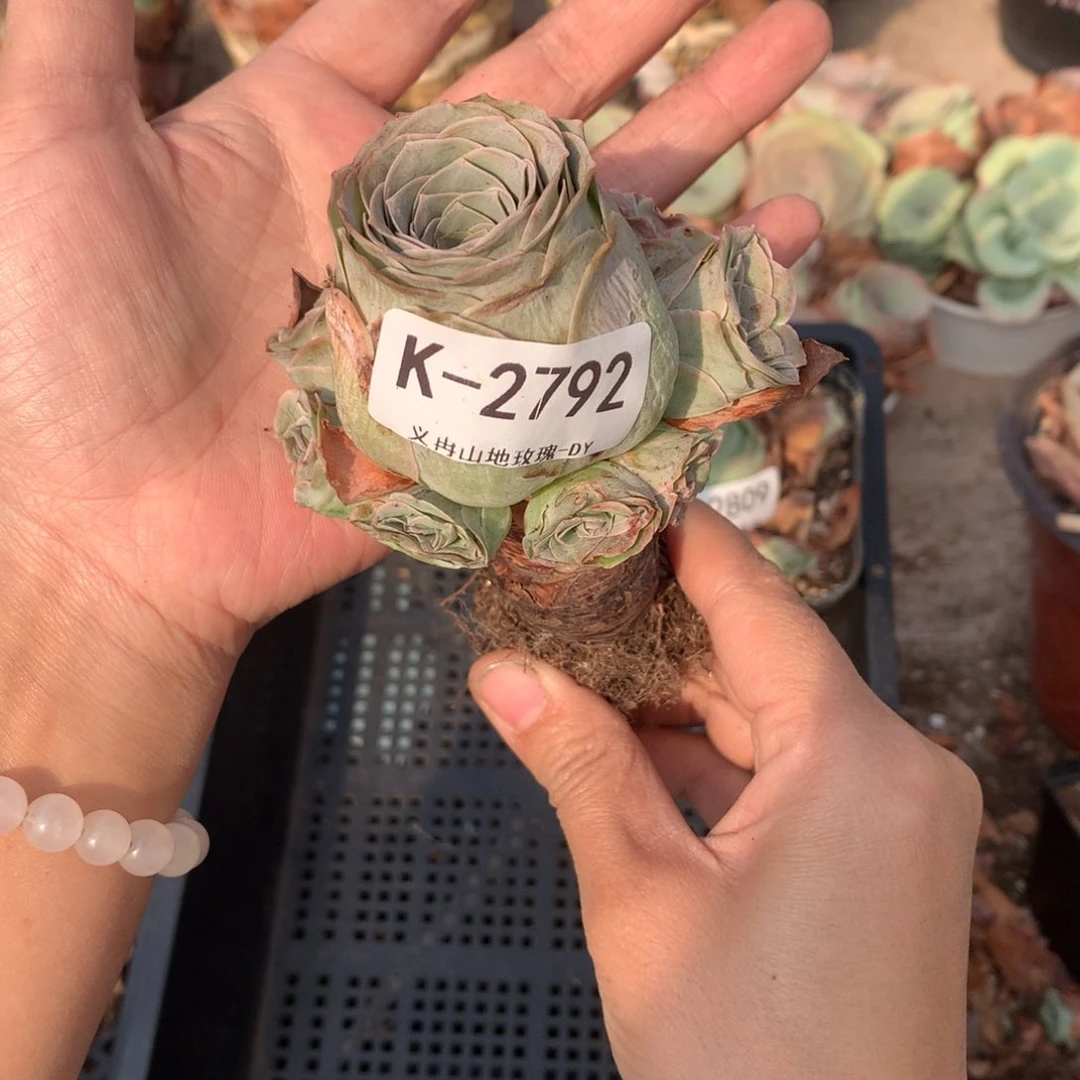 2792原始萝莉c c v vvvvv