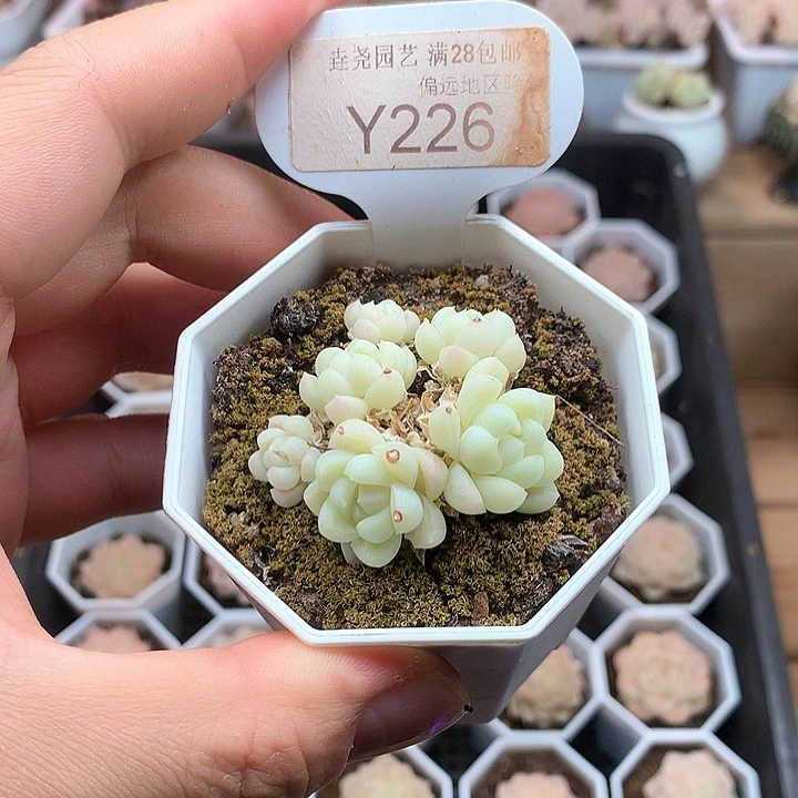 0226白月光4厘米