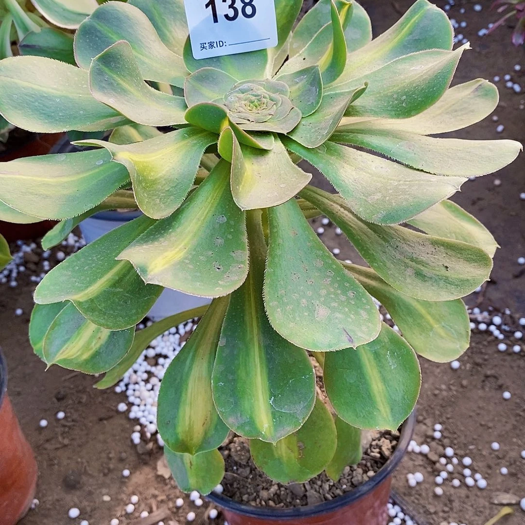 暴君多肉植物138