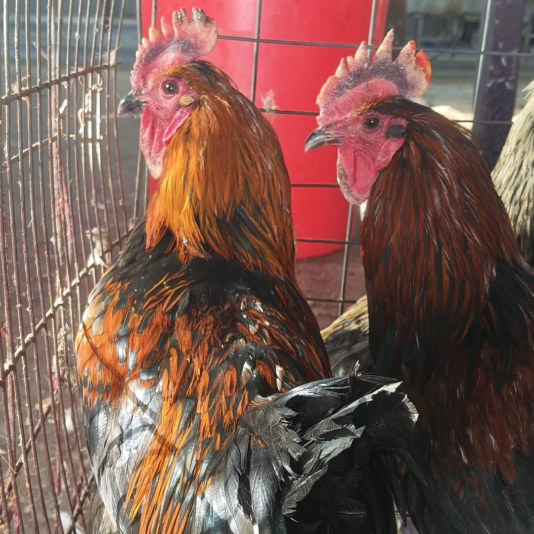 农村散养溜达鸡黄油小公鸡，纯粮喂养，坏了包赔净重3.7斤到4斤