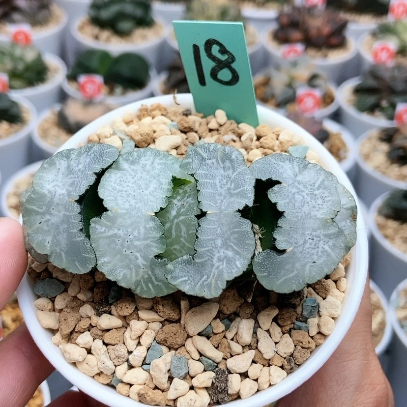【闪购商品】18白熊玉扇