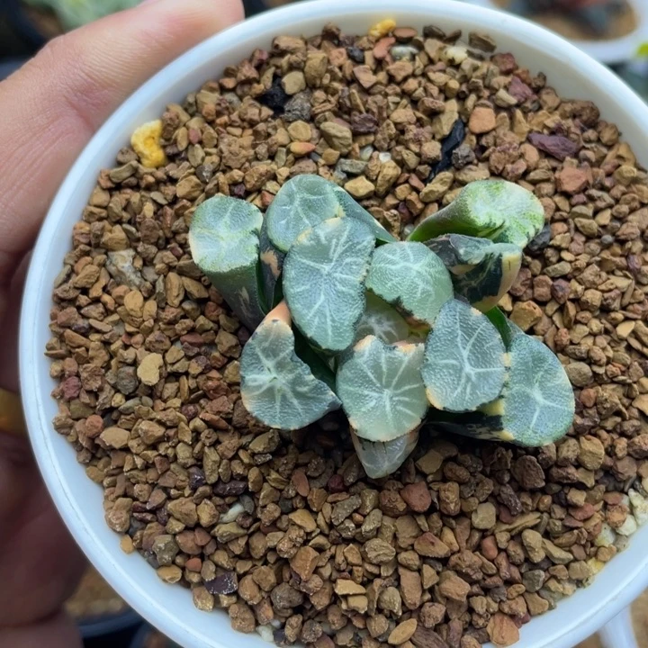 白妙万象锦十二卷