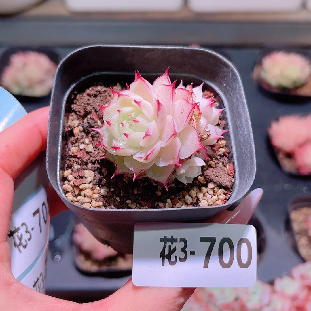 花利美3-700女王