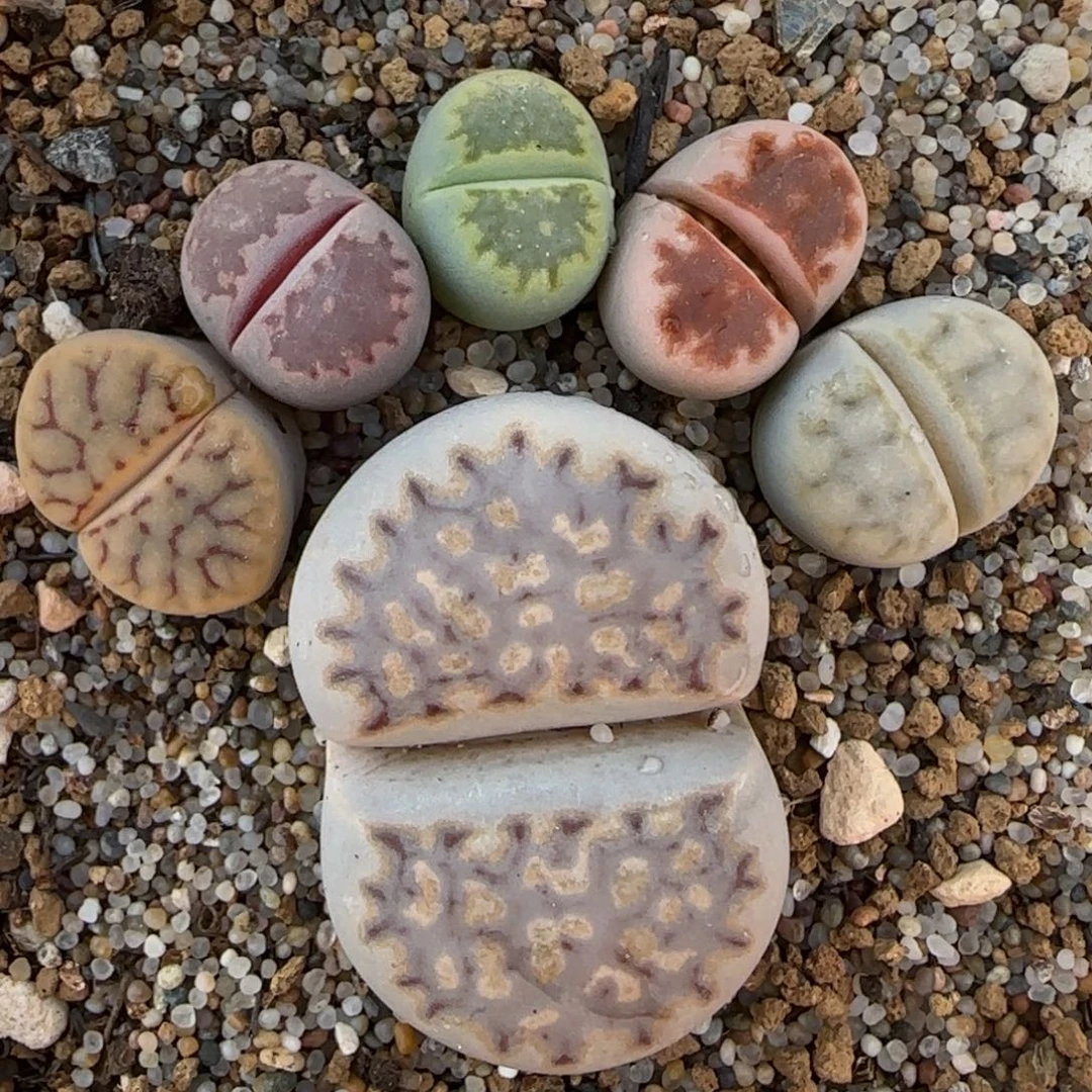 脚丫组合多肉植物百科