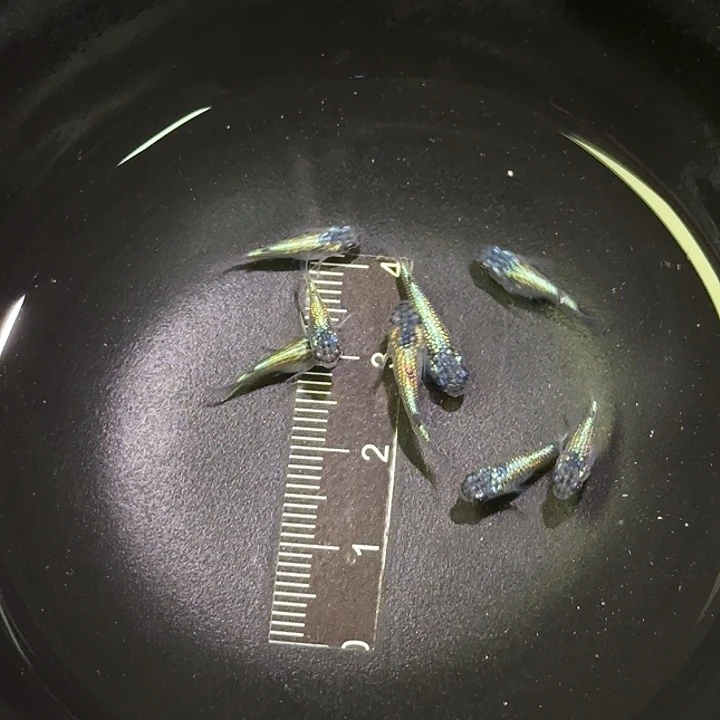 1-4淡水公母搭配小米粒大小的海王星188