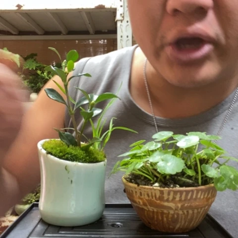 红陶一物一拍所见即所得49