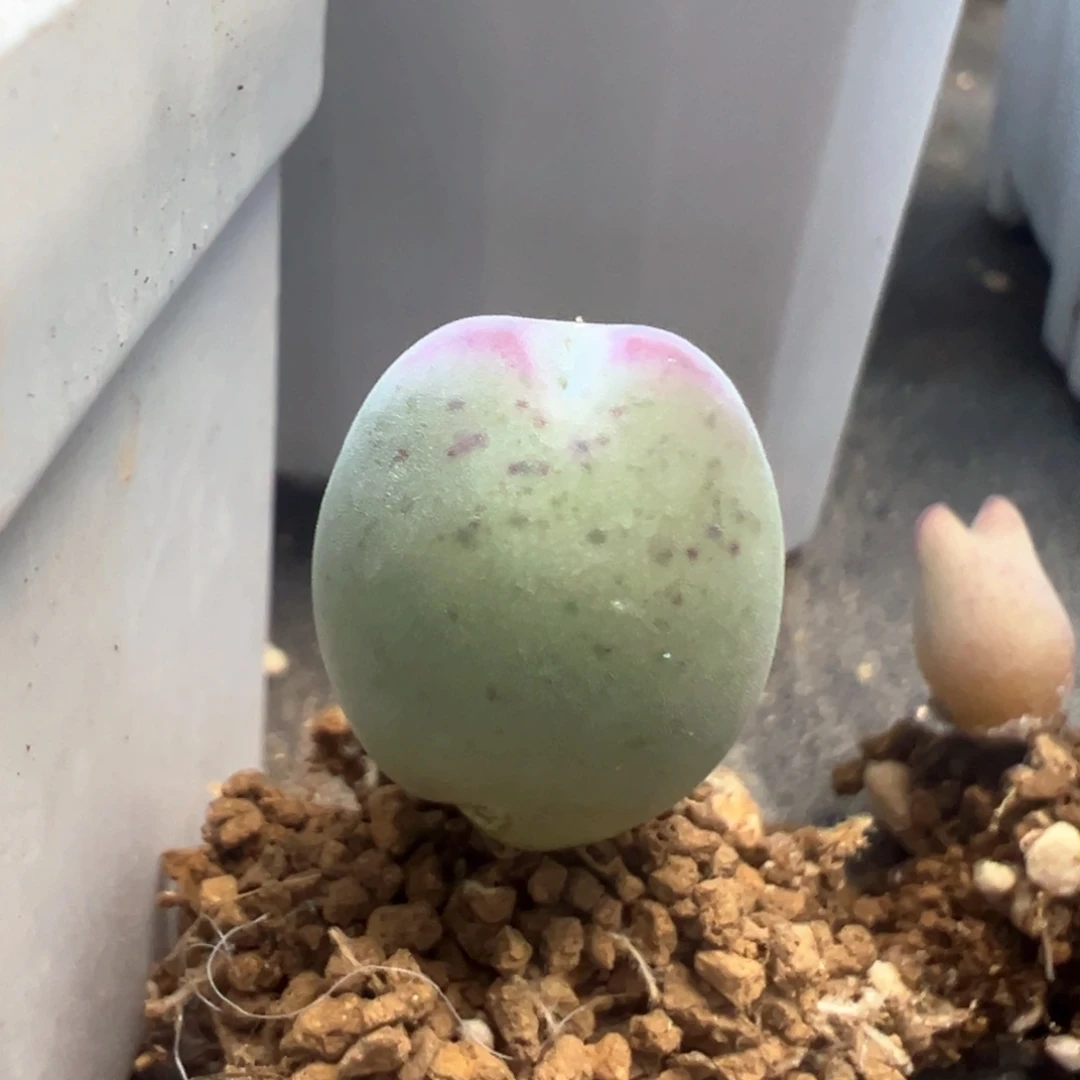 糖****豆豆豆专拍 肉锥植物