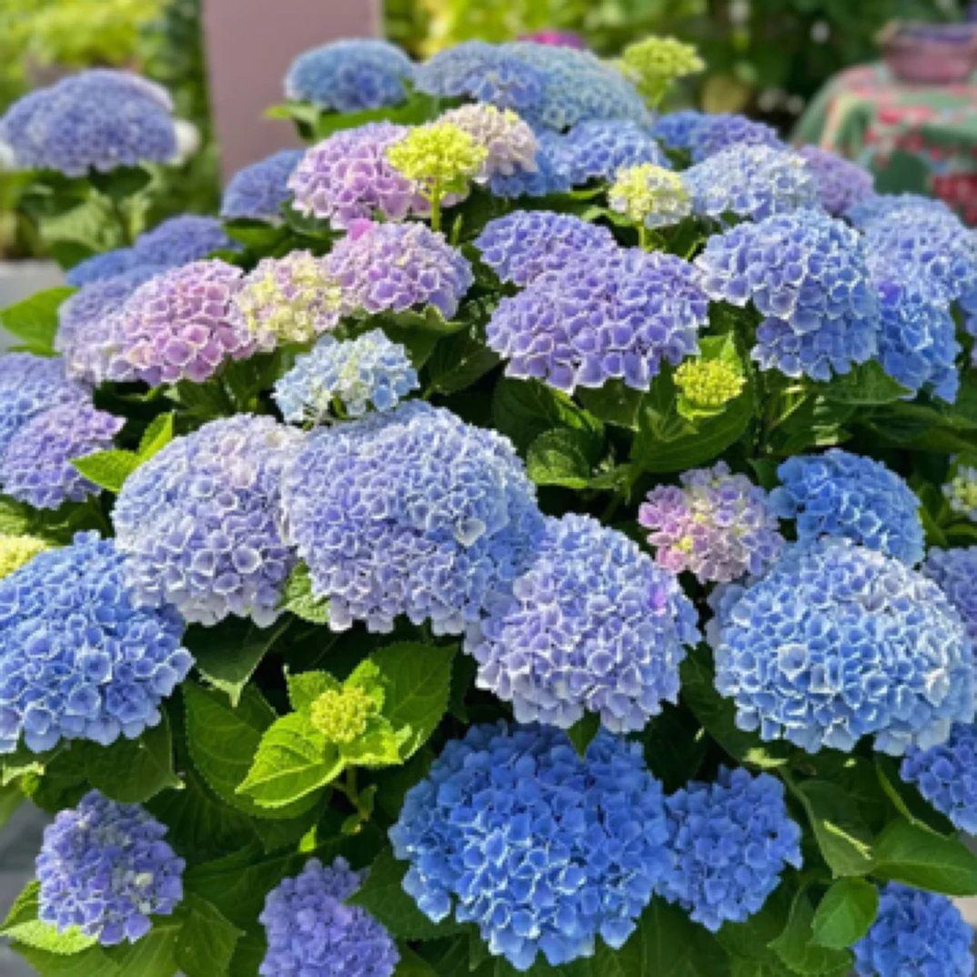 魔幻带花苞适合庭院阳台的盆栽植物
