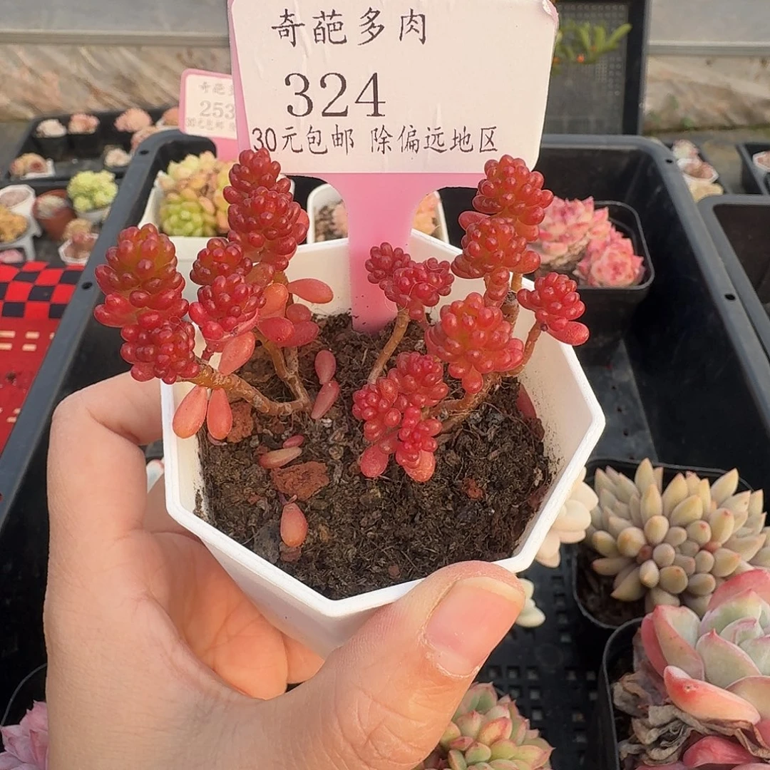 324 脱土 不包整 30元包邮非偏远
