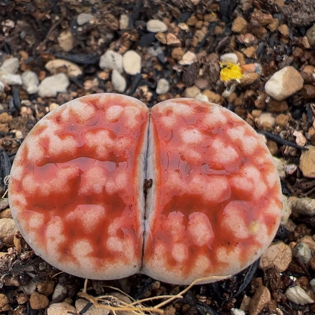 76多肉植物百科植物