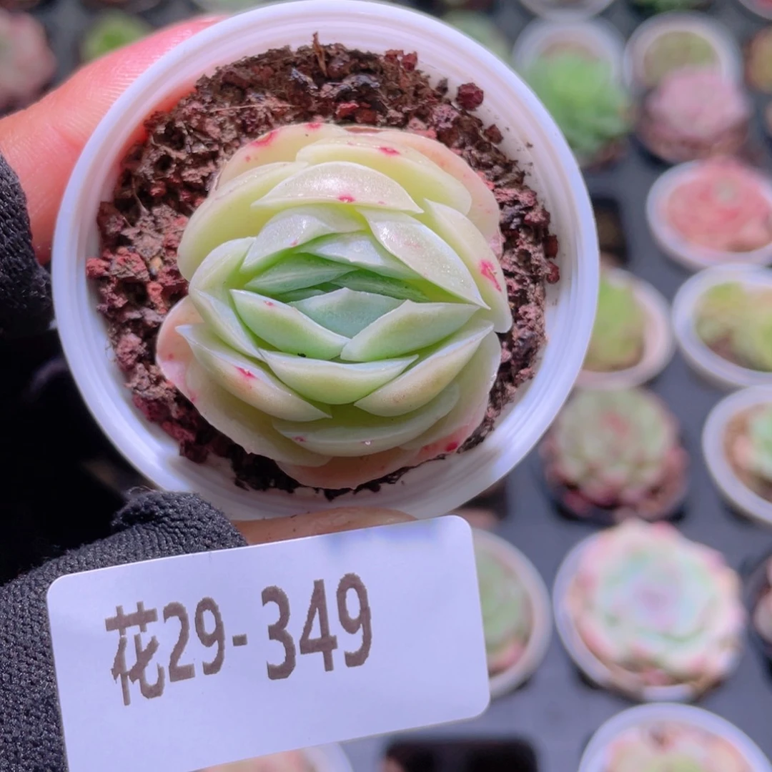 花利美29-349新品