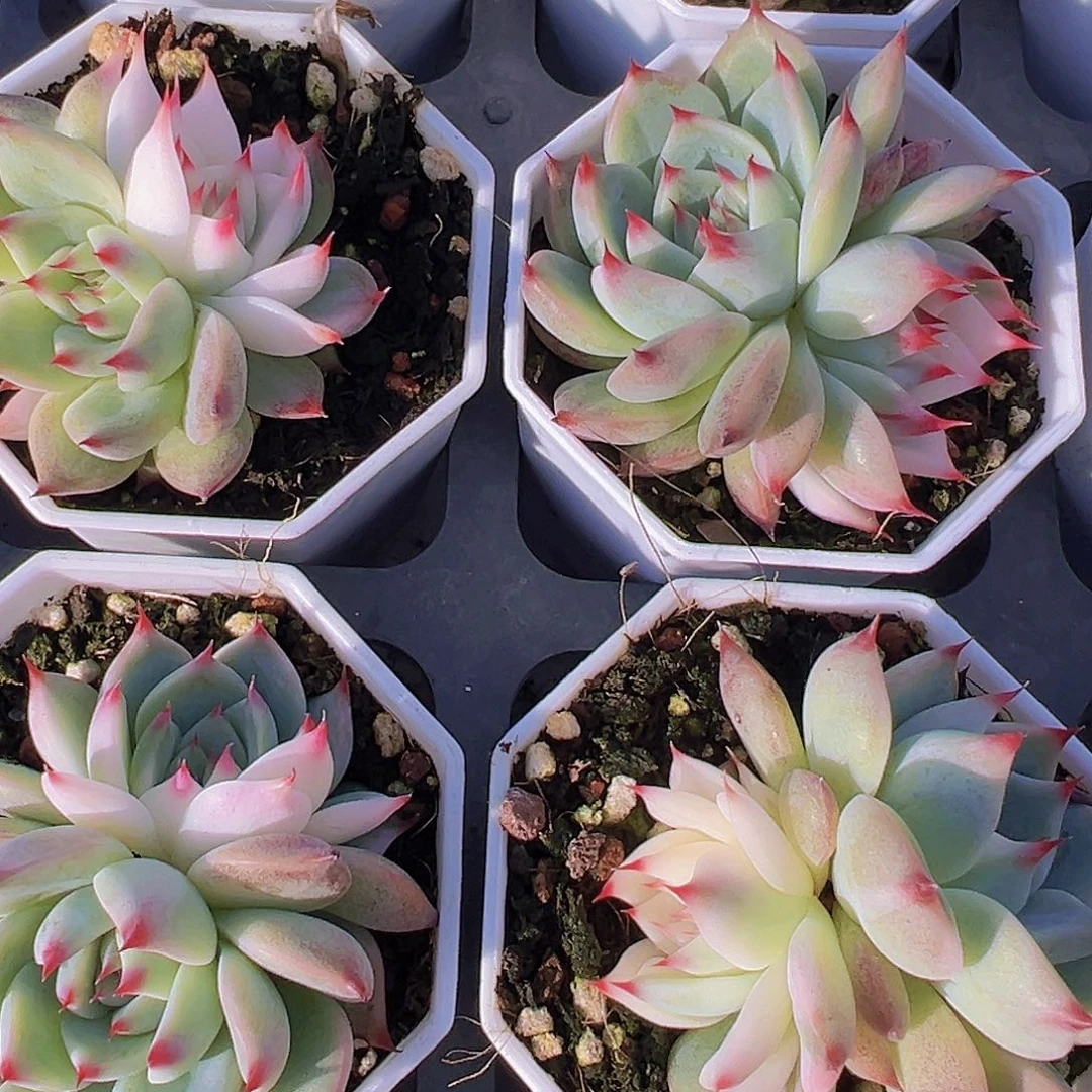 双头八角盆吉娃娃锦