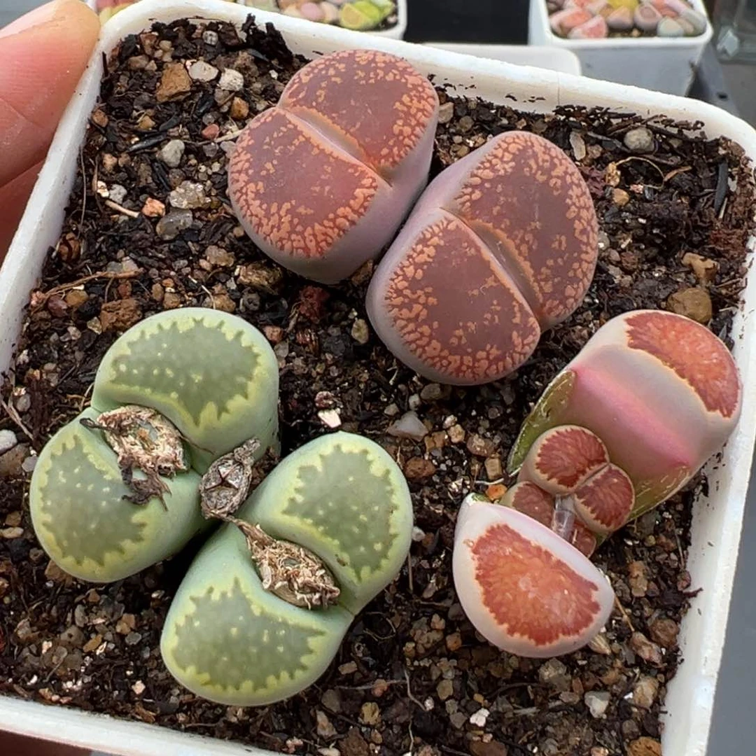 1.18好看的多肉505