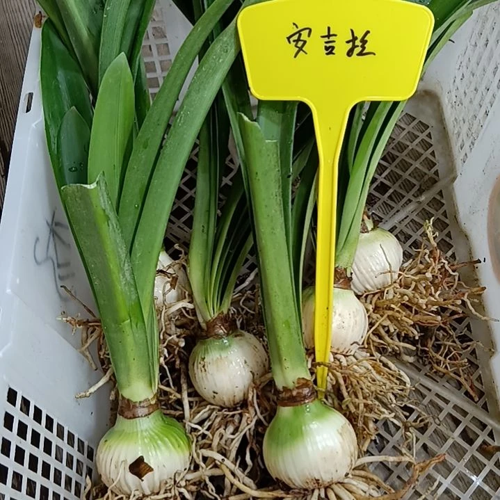 无花朵安吉拉5+发一个