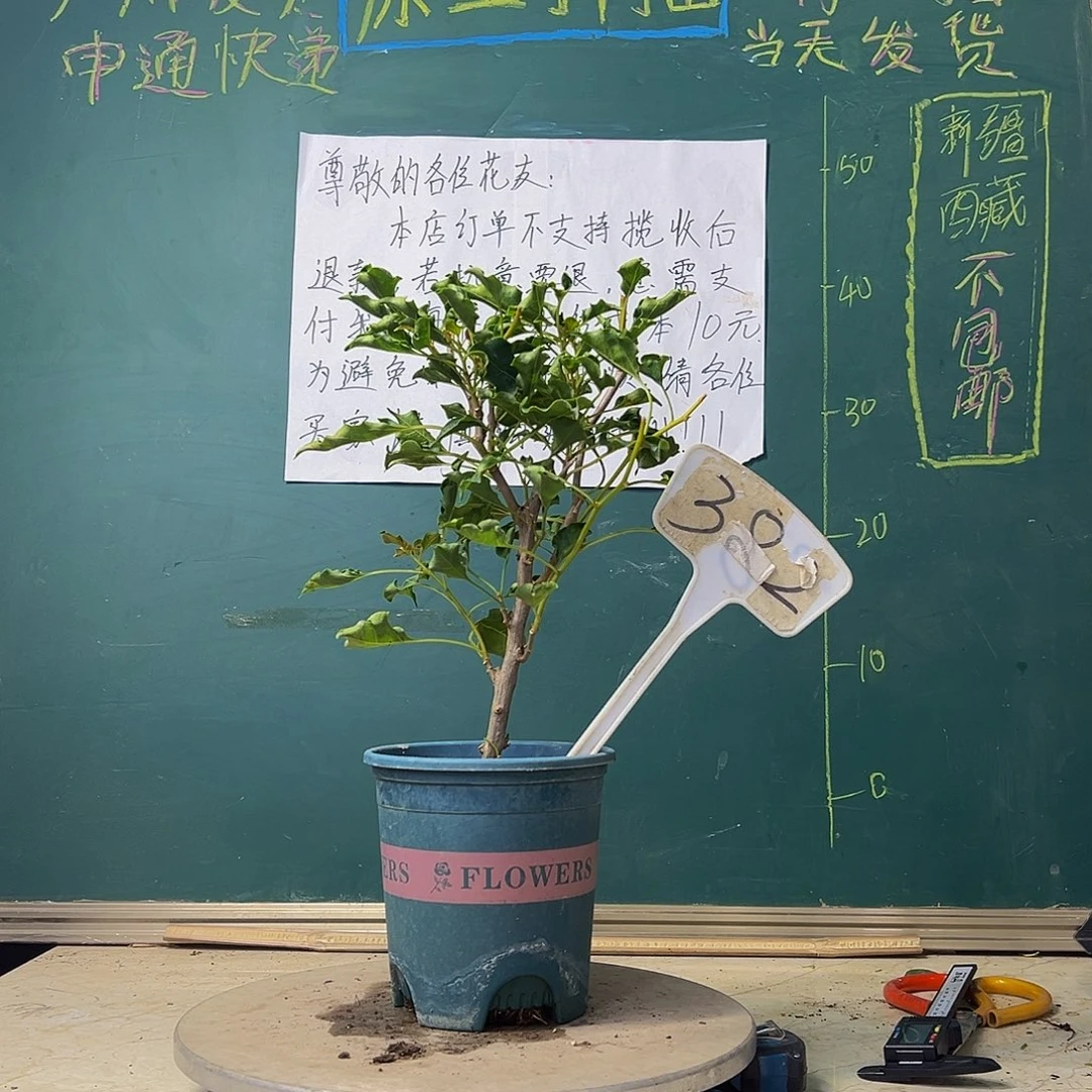 当前无花栽培后可以开花蒙娜丽莎红 382