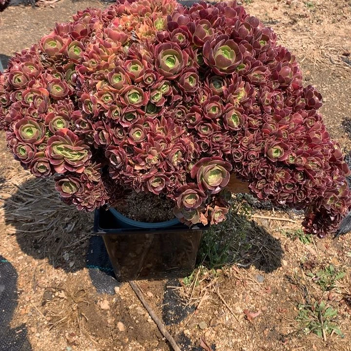 玫瑰朵朵脱土包顺丰