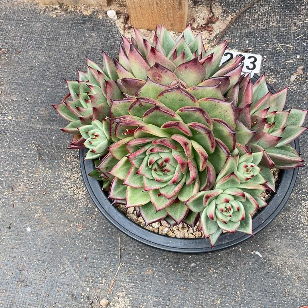 若如东云单拍233