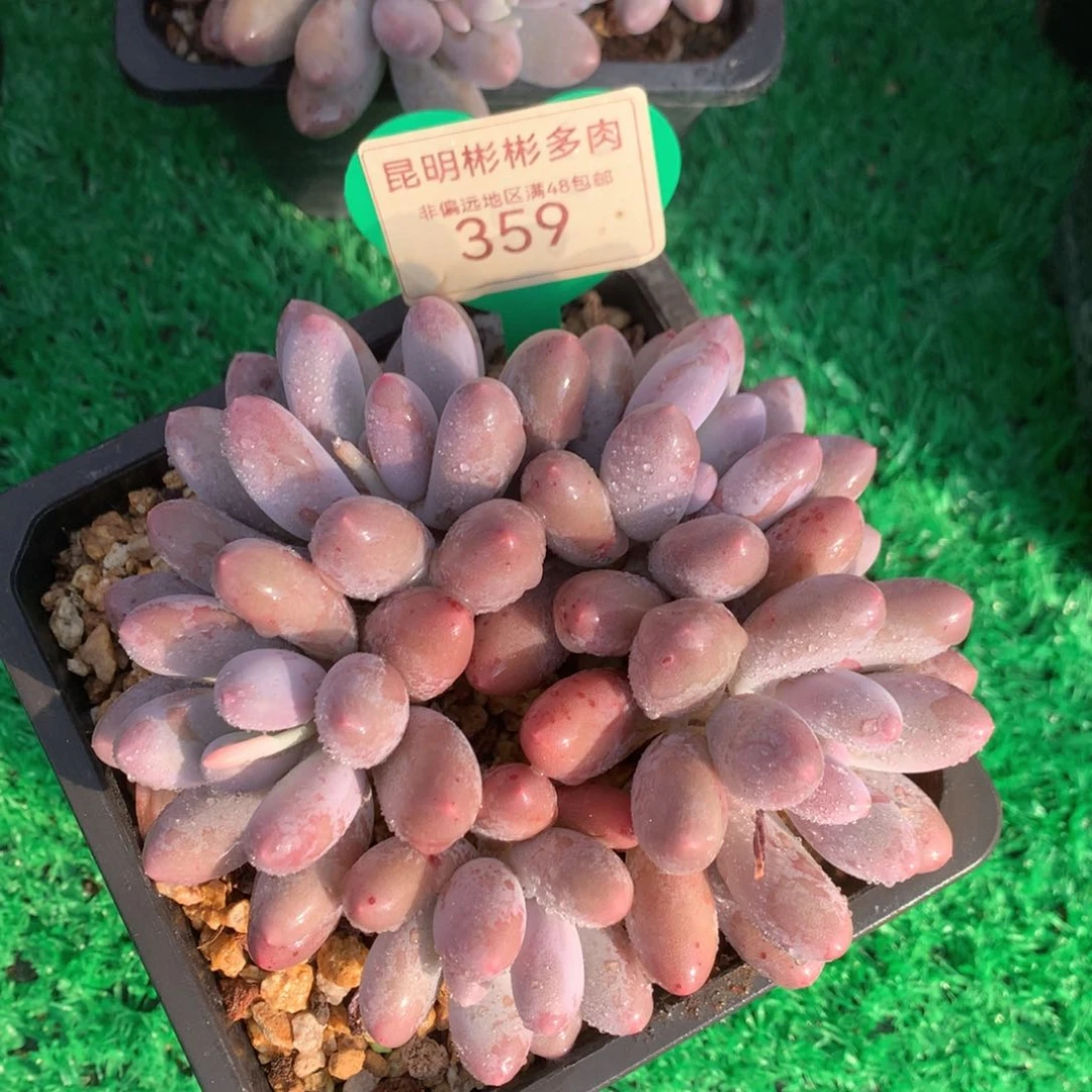 大叶汤圆无砍平头359