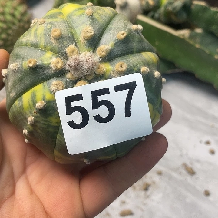 完全开放557琉璃海星指纹兜